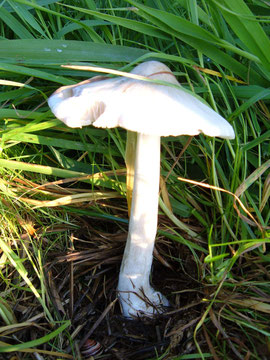 großer weißer Pilz,an der Stielbasis mit Scheide ( Volva)