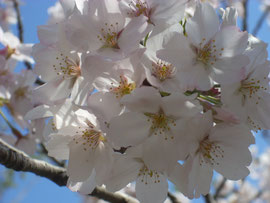 小町通りと並行する段葛は桜のトンネル