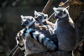 マダガスカルのキツネザル