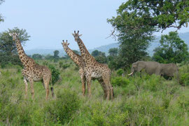 タンザニアのサファリ