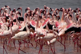 ナクル湖のフラミンゴ