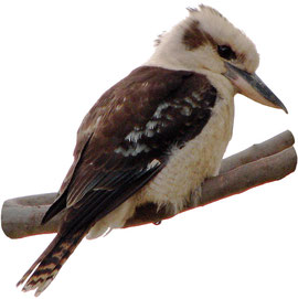 kookabura image animaux transparent sur fond blanc pour site web illustration ecole montessori