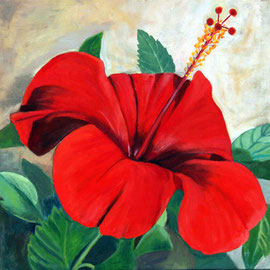 Hibiskus 1 50 x 50 v