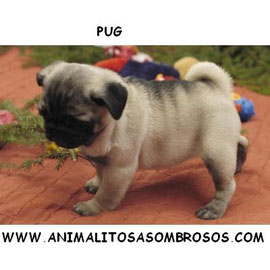 gravedad Presidente Fiordo PUG - criadero canino www.animalitosasombrosos .jimdo.com