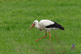 Storch mit Ring Nummer 8X037 am 15.6.12