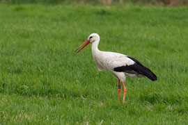 Storch mit Ring Nummer 8X037 am 15.6.12