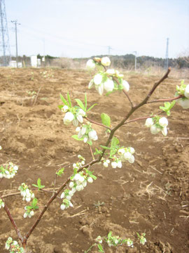 早生品種オニールが開花しました