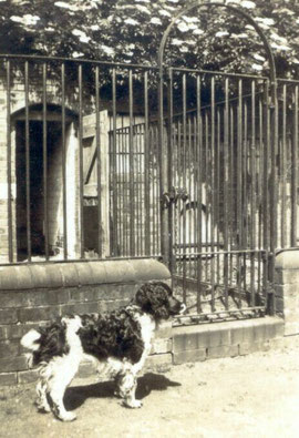 'Bruce' at the kennels at the Hall