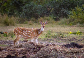 Rundreise Nordindien mit Safari 10 Tage