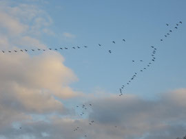 beim Flug in das Winterquartier