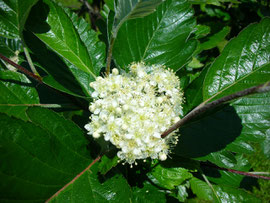 mehlbeerenblüte juni 