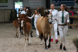 Oostdijk's Dancing Delyth and Buitenklaver's Dancing Pixels in 2016 at the Regionals