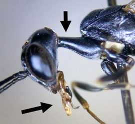 オオコンボウヤセバチの頭部と前胸
