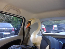 vogel-taxi-rheinbachs Webseite!
