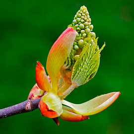 Foto de flor de Bach Chestnut Bup en estado silvestre