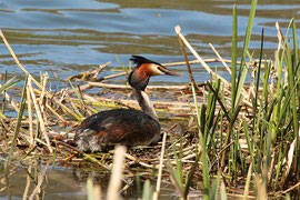 A great crested grebe on its nest