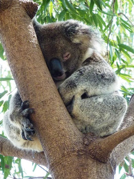 ein süßer Koala