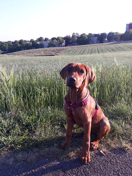 Kimba, Rhodesian Ridgeback