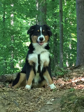 Raider, Australian Shepherd