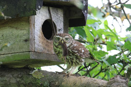 vogelschutz-huettenbergs Webseite!