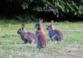 Drei Wildkaninchen sitzen auf einem Rasen und blicken aufmerksam mit aufgerichteten Ohren nach links. Im Hintergrund sieht man Rhododendron.