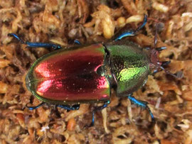 thebeetles！クワカブライフを楽しもう♪