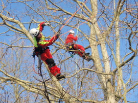 Henzelmann Baumpflege Baumschnitt Fällung Spezialfällung Stockfräse Strunkfräse Pflanzung Arbeiten Spiez Bern Oberland Wallis Kanton Baum Bäume