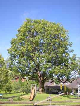Henzelmann Baumpflege Baumschnitt Fällung Spezialfällung Stockfräse Strunkfräse Pflanzung Arbeiten Spiez Bern Oberland Wallis Kanton Baum Bäume