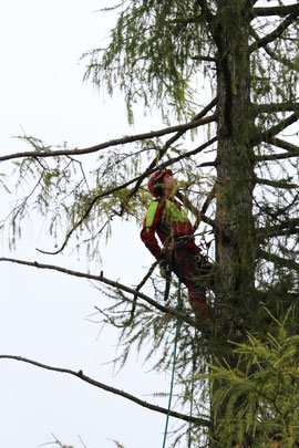 Henzelmann Baumpflege Baumschnitt Fällung Spezialfällung Stockfräse Strunkfräse Pflanzung Arbeiten Spiez Bern Oberland Wallis Kanton Baum Bäume