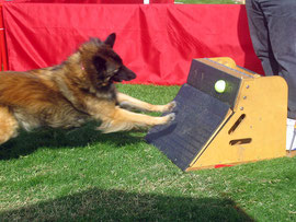 Flyball, photo ToB