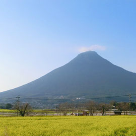 開聞岳　菜の花