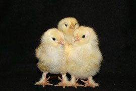 Poules-Mania le site !