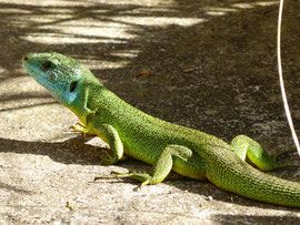 Lézard au gite en Ariège avec piscine