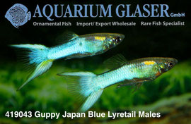419043 guppy japan blue lyratail Самцы