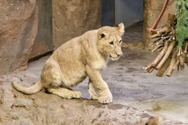 Babylöwe Zoo Leipzig
