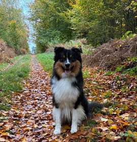 Australian Shepherd