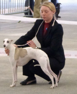 Gracieuse à participé à l'exposition canine de beauté à Bordeaux et à terminé 4 eme excellent de sa classe !