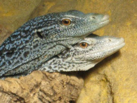 1.1 Varanus macraei