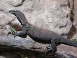 0.1 Varanus rudicollis