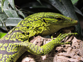 0.1 Varanus reisingeri