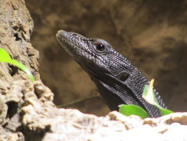 0.1 Varanus beccarii
