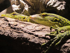 Varanus reisingeri (Reisingers Baumwaran) Warane Haltung, Pflege