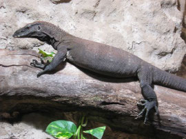 0.1 Varanus rudicollis
