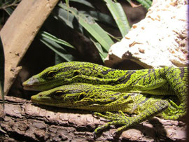 1.1 Varanus reisingeri