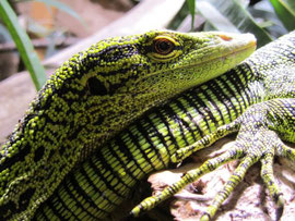 1.0 Varanus reisingeri
