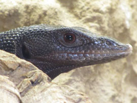 1.0 Varanus beccarii