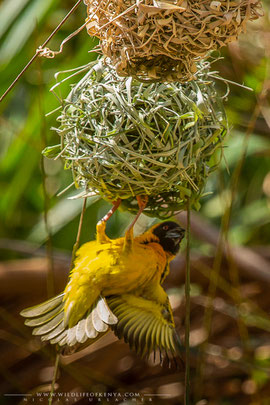 black-headed weaver, tisserin à tête noire, tejedor cabecinegro, birds of Kenya, birds of africa, ornithology, Nicolas Urlacher, wildlife of Kenya