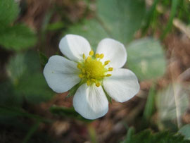 Erste Walderdbeerblüte