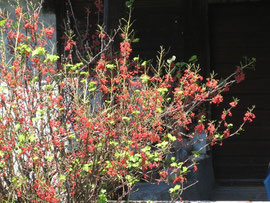Johannisbeeren im Sonnenbad
