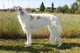 Weiße Barsois...Barsois aus Deutschland mit FCI Papieren...Barsois und Scottish Deerhounds aus liebevoller Aufzucht!